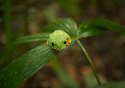 Morelets Tree Frog